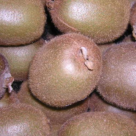 KIWI VERT * BIO* LOT DE 5