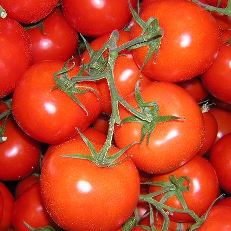 TOMATE GRAPPE DE PROVENCE